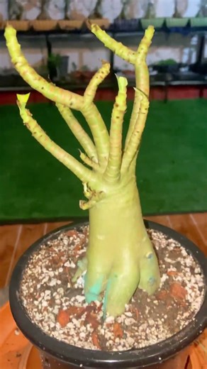 🌿😲 Rare Multi-Grafting Technique on Adenium 🌸🔥 #_trending #_shorts #_viral_videos