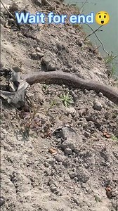 wait for end 😲#youtube #python #youtubeshorts