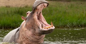 Hippo Angrily Mauls And Kills Zookeeper In Grisly Attack