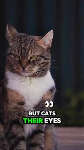 Why cats have eyes like snakes? #space #astronomy #cats #science #tiktoklearningcampaign | Secret Of World