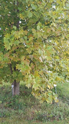 Der Armerikanische Tulpenbaum - Liriodendron Tulipifera des #BotanischenGartenRiedberg - ( @botanischergartenfrankfurt - nicht der #BotanischerGartenFrankfurt neben den @palmengarten - #Palmengarten ) Der #ChinesischeTulpenbaum - #LiriodendronChinense ist endliche wieder am austreiben. !!! Mein noch kleiner #Tulpenbaum (#liriodendron ) ist zwar nicht einheimisch aber ein paar #Bienen und vorallen #Hummel lieben die schöne Blüte diesem groß werden #Baum. Der #ChinesischeTulpenbaum Unterscheidet e