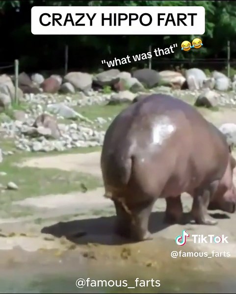 Crazy hippo fart, rate 1-10 #fart #compilation | Hippo