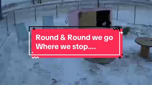 Goat exercise…before it got below zero temps #fyp #goat🐐 #farmlife #exercise #goats