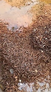 Shredder #mechanic #auto #mechanicsteve #inspiring #motivation #handwashchallenge #mechaniclife | Machines World