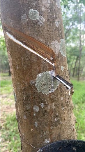 How Rubber Is Made from Trees | This Tree Produces Real Rubber Milk | #shorts