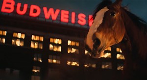 23K views · 1K reactions | In Budweiser's attempt to combat their recent dip in sales, they released a new ad featuring their classic Clydesdale. We've obtained the first draft, which was never meant for air. (Parody) | The Daily Caller | Facebook