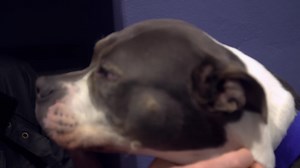 We're so happy Sarah overcame her separation anxiety! Separation-related behaviours can occur for several reasons and in order to successfully solve it, we must first understand what’s causing it. Check out our advice on handling separation anxiety in dogs https://bit.ly/3mRUv8T 💙🐶 | Battersea