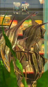 The Amazing Altum Angelfish! #shorts