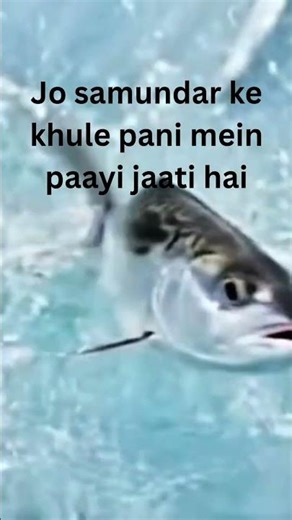 Mackerel Machhli Scientific Name 🐟 #Shorts