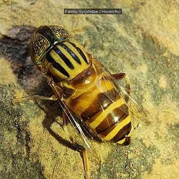 Hoverfly