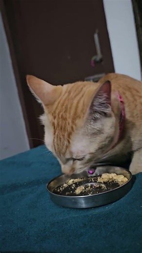 nom nom shake shake nom nom