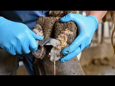 Cow Hoof PUS & ULCER SHOCKER! 🤯 Unbelievable Clean-Up! 🔥😂