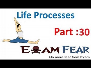 Biology Life Processes part 30 (Transport in plants: Phloem, translocation) CBSE class 10 X