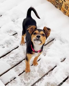 20K views · 938 reactions | Puppy's first snow day ❄️  | Love This | Facebook
