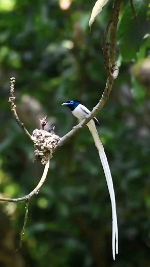 Birds Perfection on Instagram: "Indian paradise flycatcher By @biplabdas_wildlife"