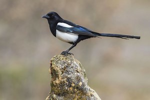 Magpie | European, Corvidae, Diet, & Facts | Britannica