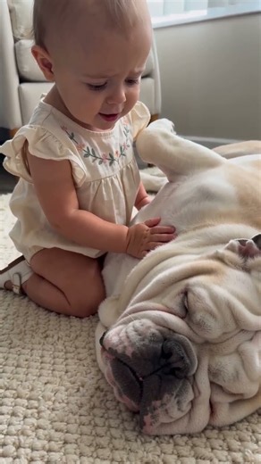 Toddler's Adorable Belly Rubs for Her Sleeping English Bulldog! 🥺💤 #EnglishBulldog #BabyAndDog