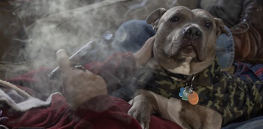 Is your pet exposed to secondhand smoke? Here are the (serious) health risks