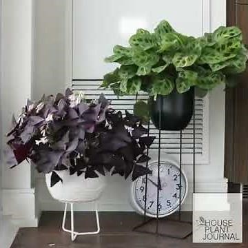 Timelapse Captures How House Plants Move in the Day and Sleep at Night