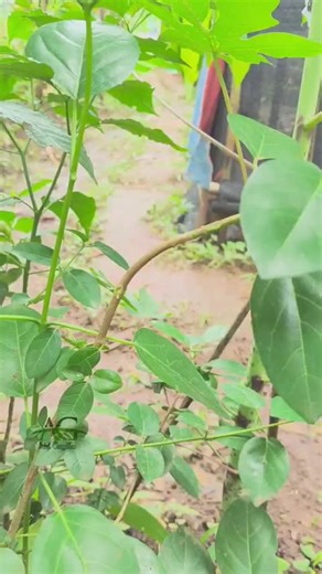 Simple Air Layering Techniques for Plant Growth