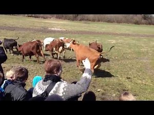 Danish attraction - "Dancing Cows" (Øko-dag)