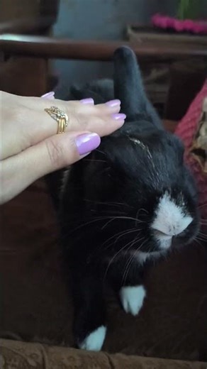 cute bunny video #ytreels #reels #bunny #rabbit #animals #love #animalshorts