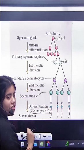 Spermatogenesis Human reproduction | By Akansha Ma'am | Class 12 | Kkouts Educate | #kkoutseducate |
