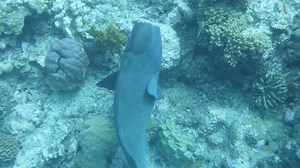 Here is our rather shy Hump Headed parrot fish | Seastar Cruises Cairns / Australia