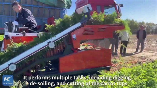 14K views · 141 reactions | Chinese researchers have developed a lightweight carrot combine harvester designed to improve efficiency and reduce labor costs in carrot farming #FutureChina | China Xinhua Sci-Tech | Facebook