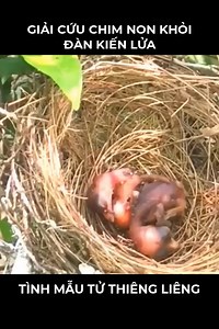 518K views · 9.9K reactions | Khổ thân 2 chú chim non, may mắn là còn có mẹ | Trang Anh | Facebook