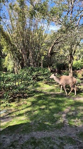 Zafari Animal Kingdom