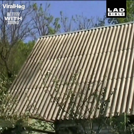 2.3M views · 14K reactions | The whole neighbourhood were terrified at the sound of a machine gun. It wasn't a machine gun. It was a woodpecker.  | LADbible | Facebook