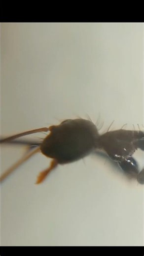 I Made a DIY Microscope Out of Phone Parts