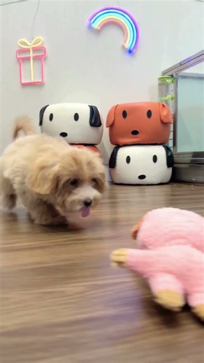 Sweet, playful, and gentle at heart 🐶💕