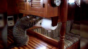 Cue the Rocky soundtrack! These kittens have been training up a storm for the AFV and Best Friends Animal Society 2016 Kitten Games! Be sure to catch them on AFV's Facebook Live tomorrow at 12pm PST. You won't want to miss it! | America's Funniest Home Videos