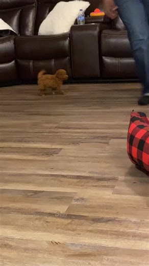 New dog alert❤️Layla the toy cockapoo 8 weeks #toycockapoo