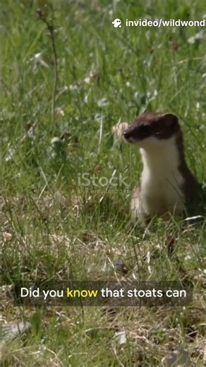 Amazing Facts About Stoats! #wildlife #animals #nature #facts #stoat #shorts