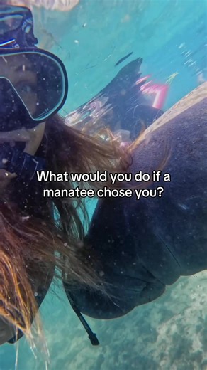 Manatee Conservation: Respecting Wildlife Habits