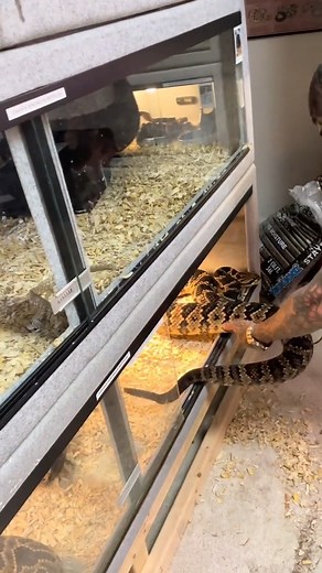 My friend SHAKING A RATTLE SNAKES TAIL 🐍 #animals #pets #snake #fishing #viral #reels | Zak Catch Em