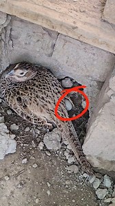 Ringneck pheasant on eggs #birdslover #pheasant #birds | Birds Lover