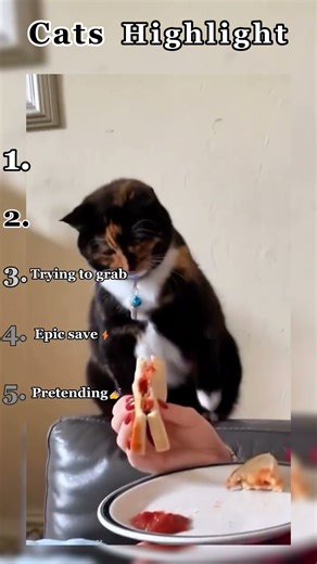 RANKING FUNNIEST CAT MOMENTS 😂🤣
