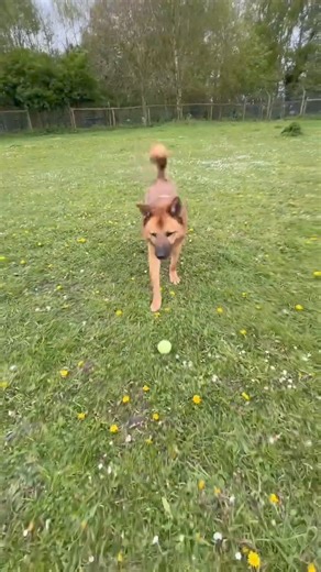 12K views · 182 reactions | Max is GSD cross aged around 5 years old. He was rehomed from us as a puppy but was returned due to a family breakdown. He needs a quiet home with teenage children. Might be ok with a calm female dog. GSD experience preferred. | Hilbrae Pets Hotel and Stray Kennels | Facebook