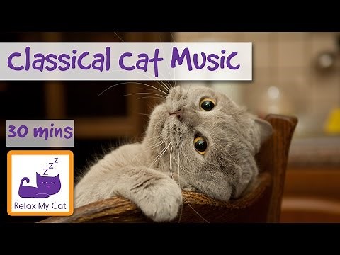 Classical Music for Cats! Classical Music with Orchestra and Piano to Relax Your Cat!