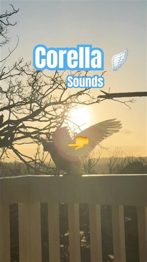 Corella BIRD SOUNDS Amazing Australian Bird Calls