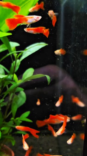 Nature Aquarium Québec - NAQ on Reels