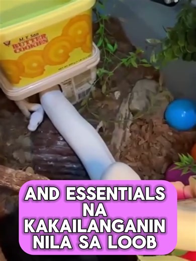 Creating the Ideal Habitat – Substrate & Hides Stop using the wrong substrate for your Ball Python! 🛑 Humidity is a game-changer, especially with our PH weather. 🌴 From why Coco Husk is king to the