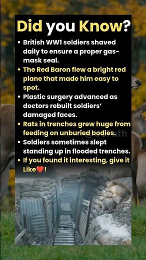 Did you know "During WW1, rats in the trenches grew huge as they fed on dead bodies"?