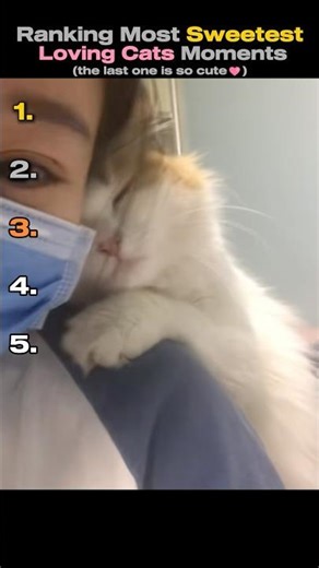 Ranking The Most Loving Cats Moments❤️ Pure Heart-Melt! #cute #cat #adorablecats #trending