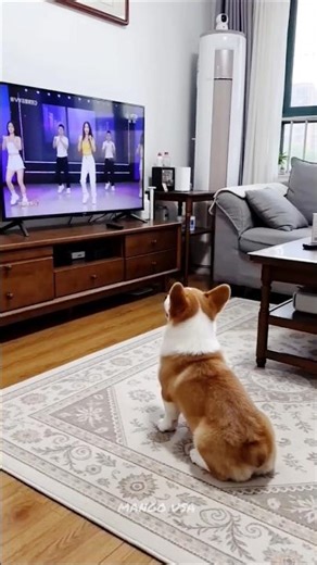 Dancing Dog Copies TV Moves But Cat Ruins It 😂 #shorts #funny #viral