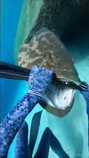 Goliath Grouper ATTACKS Before He Can Shoot! 😱🎣